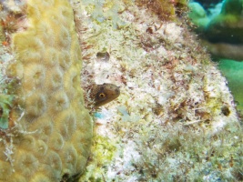 Tiny Goldentail Moray IMG 7013